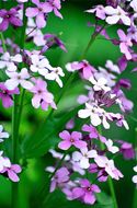 Слика од Hesperis matronalis L.