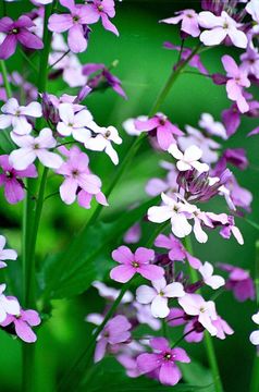 Imagem de Hesperis matronalis L.