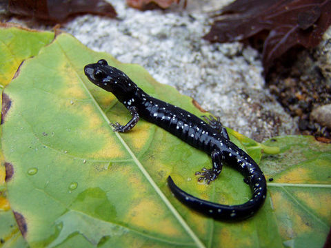 Image of Black Salamander