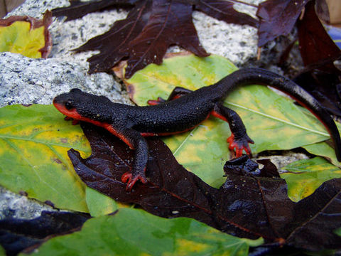 Image of Redbelly Newt