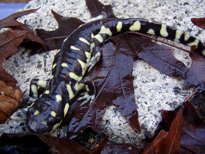 Image of California Tiger Salamander