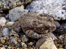 Image of western toad