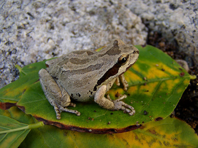 Image of Northern Pacific Treefrog