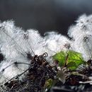 Plancia ëd Clematis serratifolia Rehder