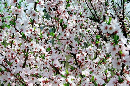 Image of Nanking cherry