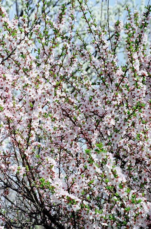 Image of Nanking cherry