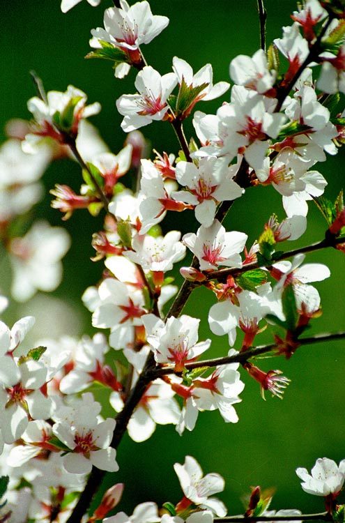 Image of Nanking cherry