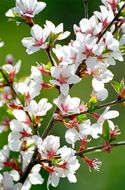 Image of Nanking cherry