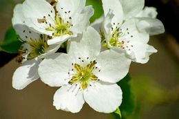 Image of Chinese pear