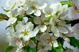 Image of Chinese pear