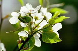 Image of Chinese pear