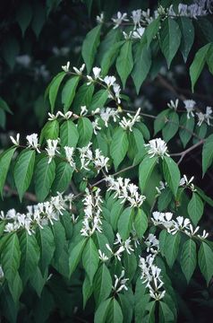 Image of Amur honeysuckle