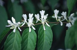 Image of Amur honeysuckle