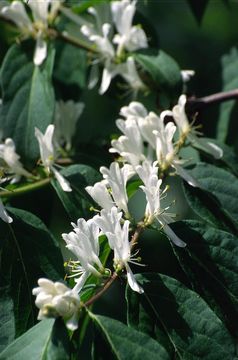 Image of Amur honeysuckle