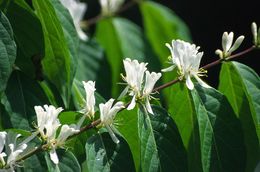 Image of Amur honeysuckle