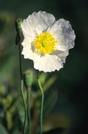 Image de <i>Papaver amurense</i>