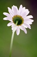 Image of Oxeye Daisy