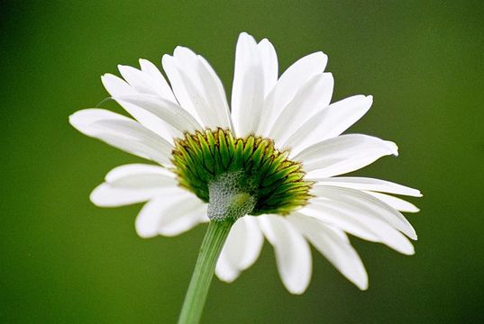 Слика од Leucanthemum vulgare Lam.