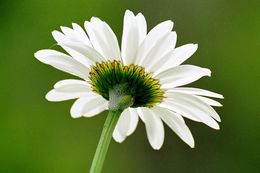 Слика од Leucanthemum vulgare Lam.