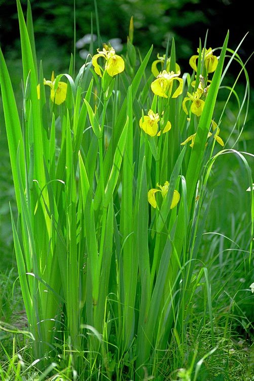 Image of yellow flag, yellow iris