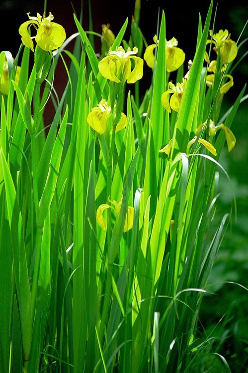 Image of yellow flag, yellow iris