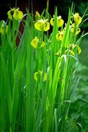 Image of yellow flag, yellow iris