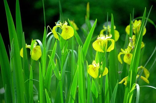 Image of yellow flag, yellow iris