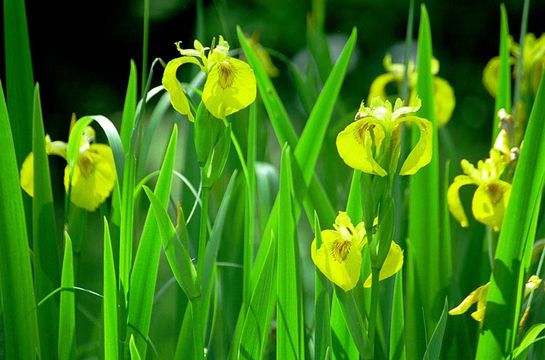 Image of yellow flag, yellow iris