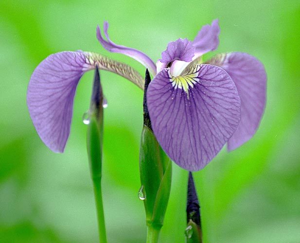 Image of beachhead iris