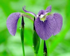 Image of beachhead iris