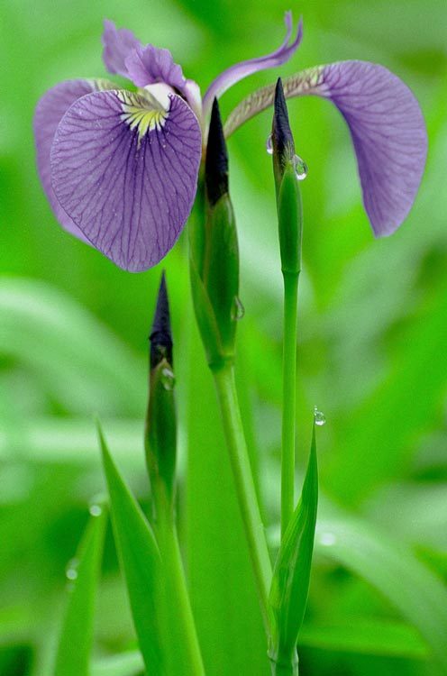 Image of beachhead iris