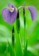 Image of beachhead iris