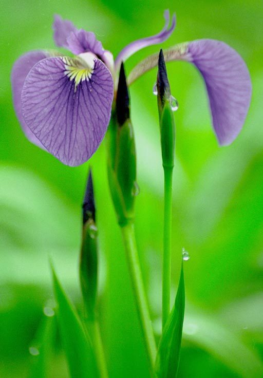 Image of beachhead iris