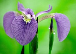 Image of beachhead iris