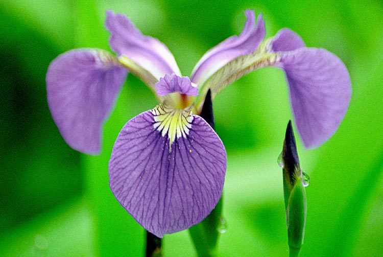 Image of beachhead iris