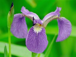 Image of beachhead iris