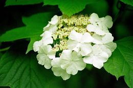 Image of Sargent's Viburnum