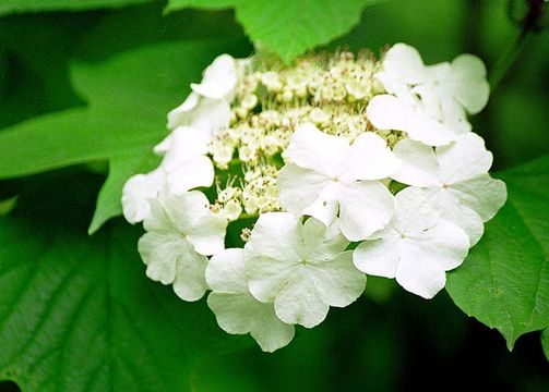 Image of Sargent's Viburnum