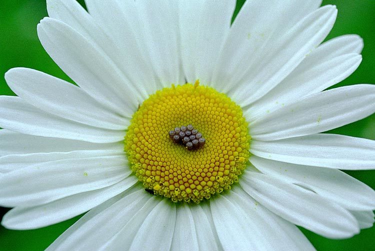 Слика од Leucanthemum vulgare Lam.