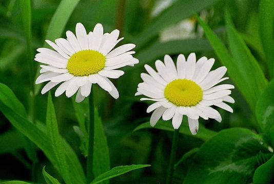 Image of Oxeye Daisy