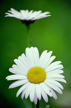 Слика од Leucanthemum vulgare Lam.