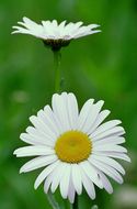 Слика од Leucanthemum vulgare Lam.