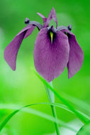 Image of Japanese iris