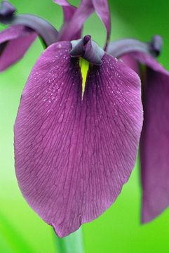 Image of Japanese iris