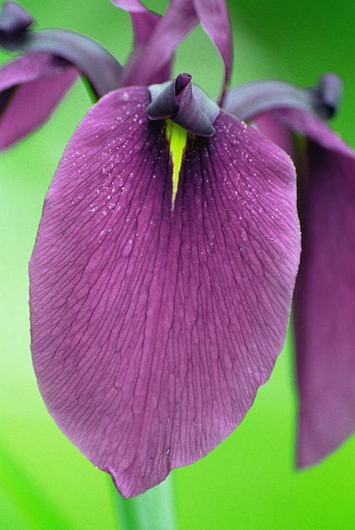 Image of Japanese iris