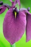 Image of Japanese iris