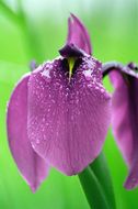 Image of Japanese iris