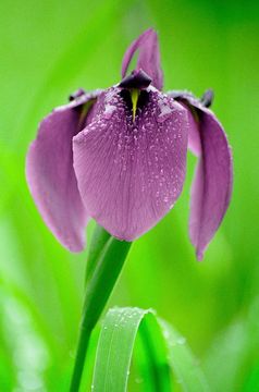 Image of Japanese iris