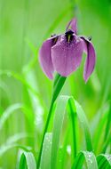 Image of Japanese iris