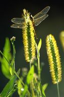 Image of dragonflies and damselflies